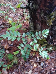 Rhus pachyrrhachis
