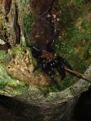 Porrhothele antipodiana