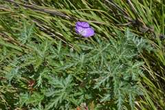 Geranium robustum