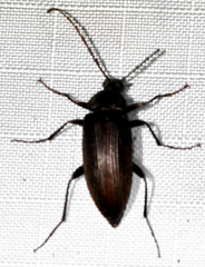 Capnochroa fuliginosa