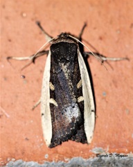 Pseudoleucania