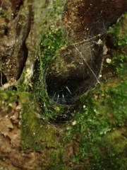 Porrhothele antipodiana