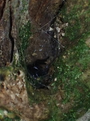 Porrhothele antipodiana