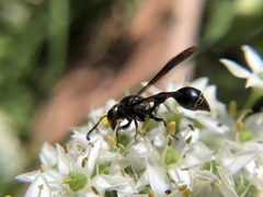 Zethus spinipes spinipes