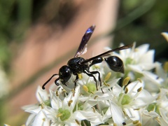 Zethus spinipes spinipes