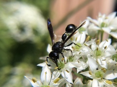 Zethus spinipes spinipes