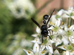 Zethus spinipes spinipes