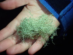 Usnea cornuta