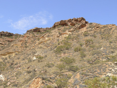 Eucalyptus prominens