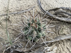 Sclerocactus cloverae