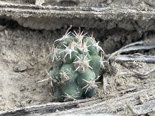 Sclerocactus cloverae