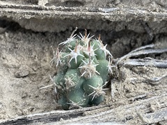 Sclerocactus cloverae