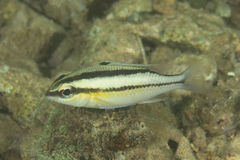 Scolopsis margaritifera
