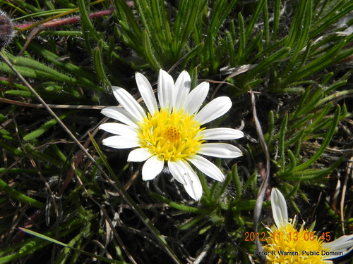 Roessleria armerioides, photograph 1