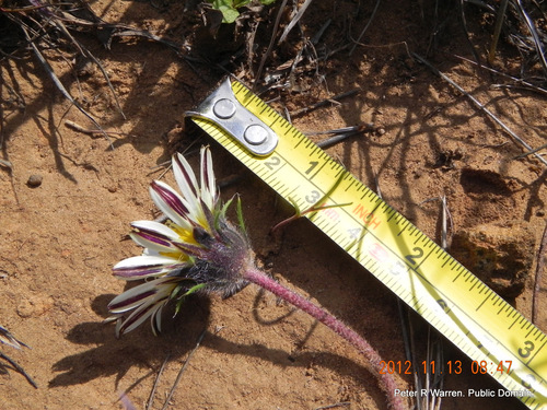 Roessleria armerioides, photograph 2
