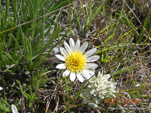 Roessleria armerioides, photograph 3
