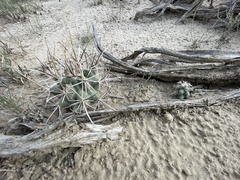 Sclerocactus cloverae