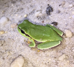 Hyla andersonii