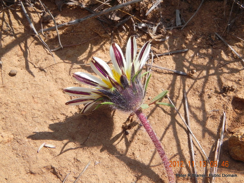 Roessleria armerioides, photograph 4