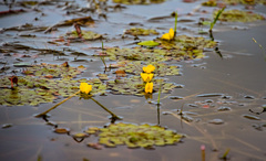 Ludwigia sedoides