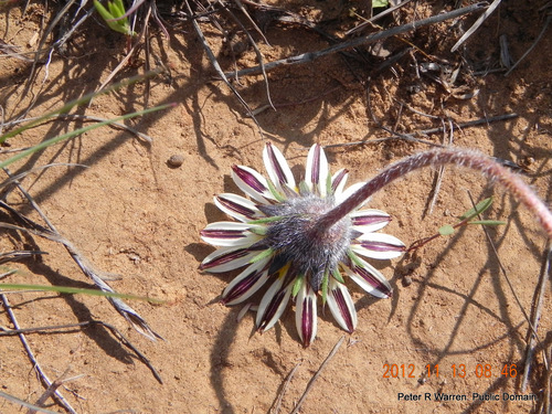 Roessleria armerioides, photograph 5
