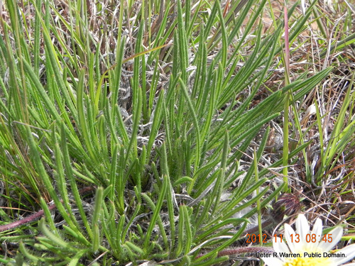 Roessleria armerioides, photograph 6