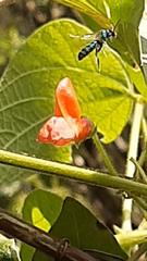 Pseudaugochlora