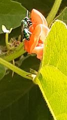 Pseudaugochlora