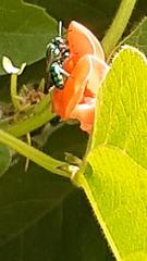 Pseudaugochlora