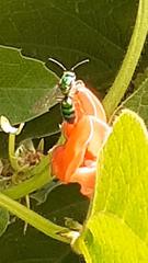 Pseudaugochlora