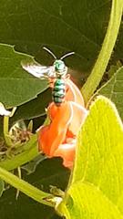 Pseudaugochlora