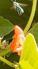 Pseudaugochlora