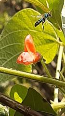Pseudaugochlora