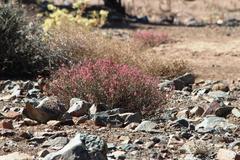 Dyerophytum africanum
