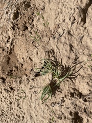 Phemeranthus confertiflorus