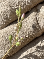Phemeranthus confertiflorus