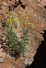 Osteospermum microcarpum