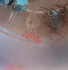 Coryphellina marcusorum