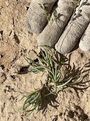 Phemeranthus confertiflorus