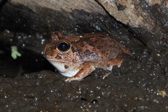 Platyplectrum spenceri