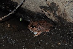 Platyplectrum spenceri