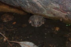 Platyplectrum spenceri