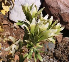 Kissenia capensis