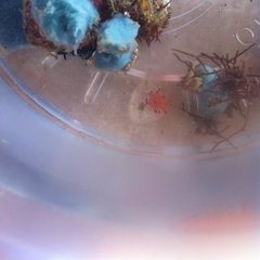 Coryphellina marcusorum