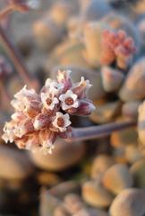 Crassula sericea image