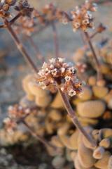 Crassula sericea image