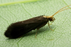Nyctiophylax