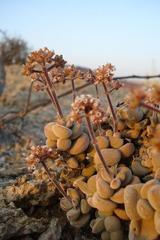 Crassula sericea var. sericea image