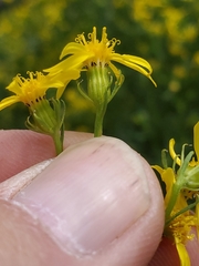 Senecio eremophilus