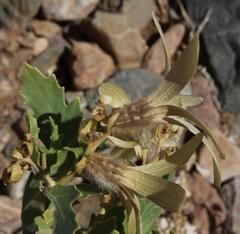 Kissenia capensis